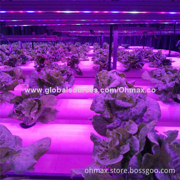 IP65 Waterproof LED Grow Light Bars with Plant Factory for Light Intensity and Spectrum Research
